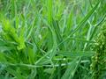 Falcaria vulgaris
